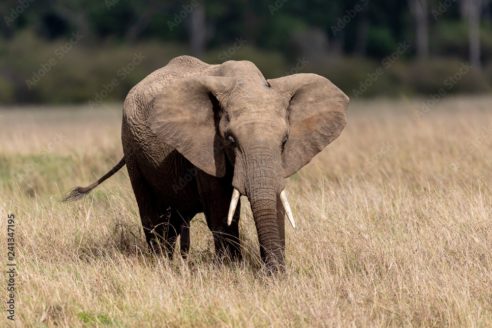 Fototapeta premium African elephant in Masai Mara, Kenya, Africa