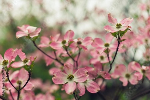 closeup of pink dogwood flower in the spring