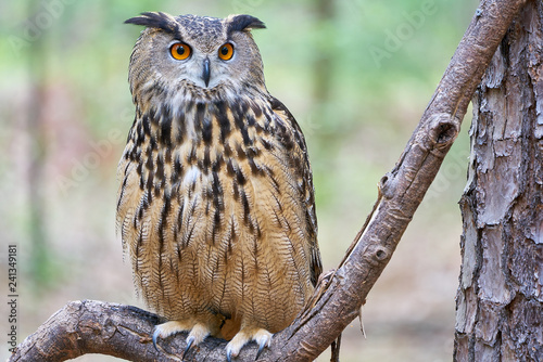 Mathilda, a Great Horned Owl, in Spring