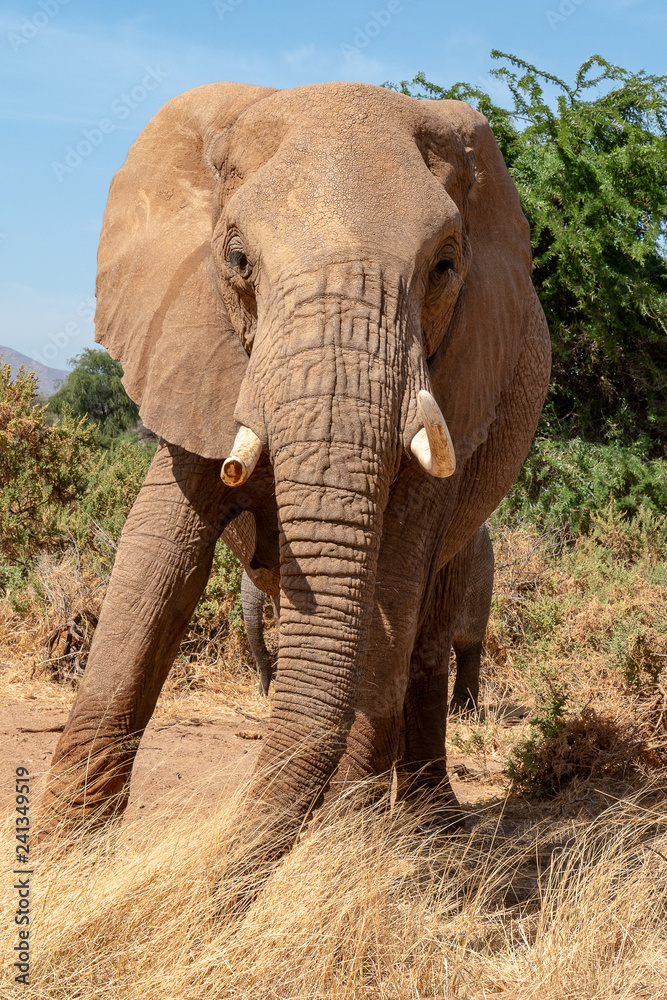 African elephant in Kenya Africa