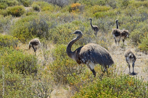 Greater rhea (Rhea americana), old animal with chick walks through bushland, Caleta Valdes, Peninsula Valdes, Chubut, Argentina, South America photo