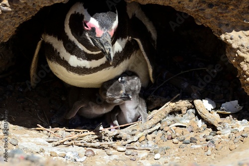 Magellanic penguins (Spheniscus magellanicus), adult animal with two freshly hatched chicks in the breeding burrow, Punta Tombo, Chubut, Argentina, South America