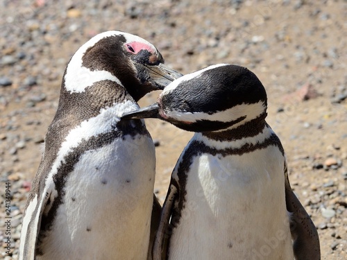 Magellanic penguins (Spheniscus magellanicus), pair in mutual plumage care, Punta Tombo, Chubut, Argentina, South America photo