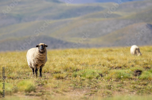 Oveja de cara negra mirando hacia la cámara en el campo con montañas y otra oveja en el fondo © Sergio Compañy