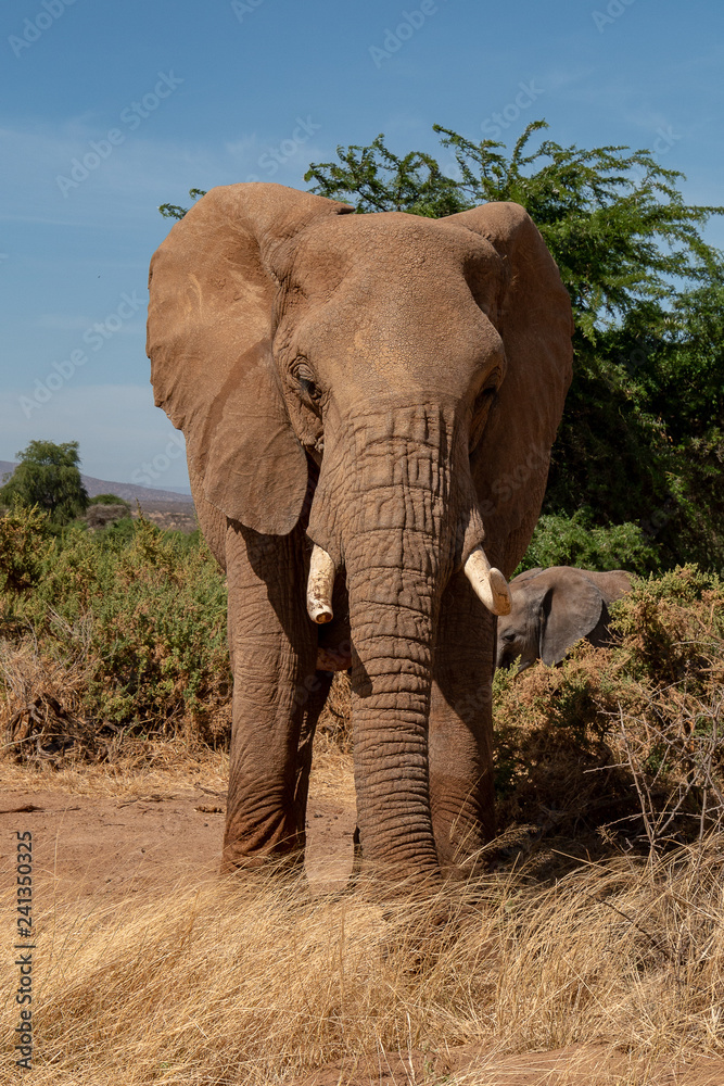 African elephant in Kenya Africa