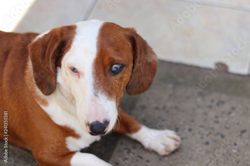 Cachorro de Estimação