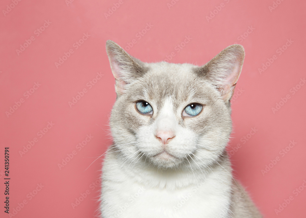 Close up portrait of a diluted siamese cat with beautiful blue eyes looking directly at viewer with skeptical expression, Coral pink background with copy space.