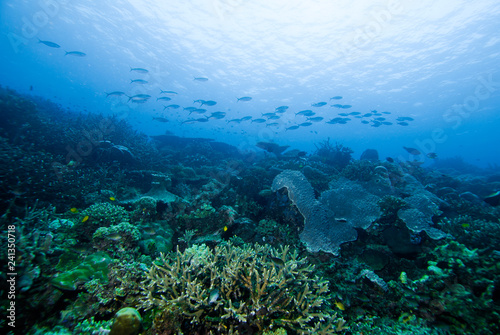 scuba diving halmahera dive © fenkieandreas