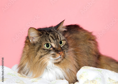 фотографія Close up portrait of a beautiful long haired brown and black Maine Coon cat looking to viewers right with wide eyed expression