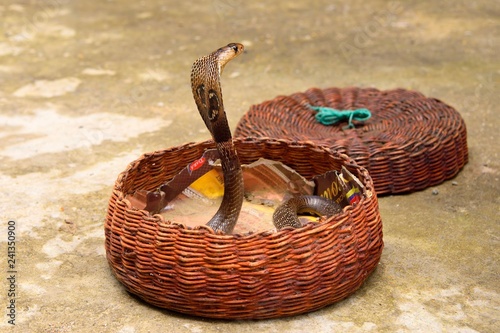 Indian cobra (Naja naja), erected in basket, South Province, Sri Lanka, Asia photo