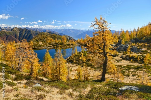 Larches (Larix) in autumn colour at the Laghetto dei Salei, Onsernone valley, Canton Ticino, Switzerland, Europe photo