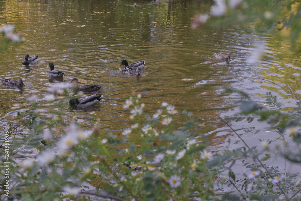 Fototapeta premium ducks swimming in a park pond on a spring afternoon with flowers in the foreground