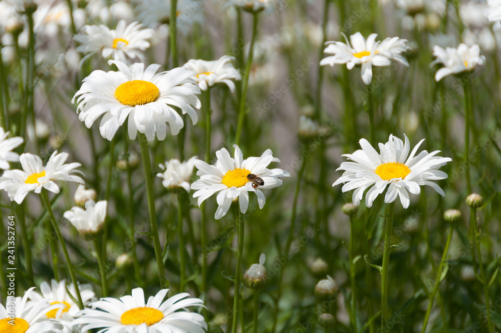 Fototapeta premium Honey bee flying next to white daisy flower in a meadow