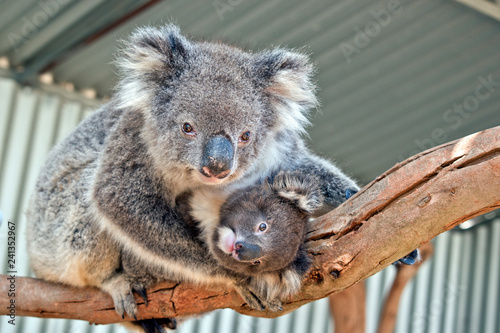 Canvas Print an Australian koala