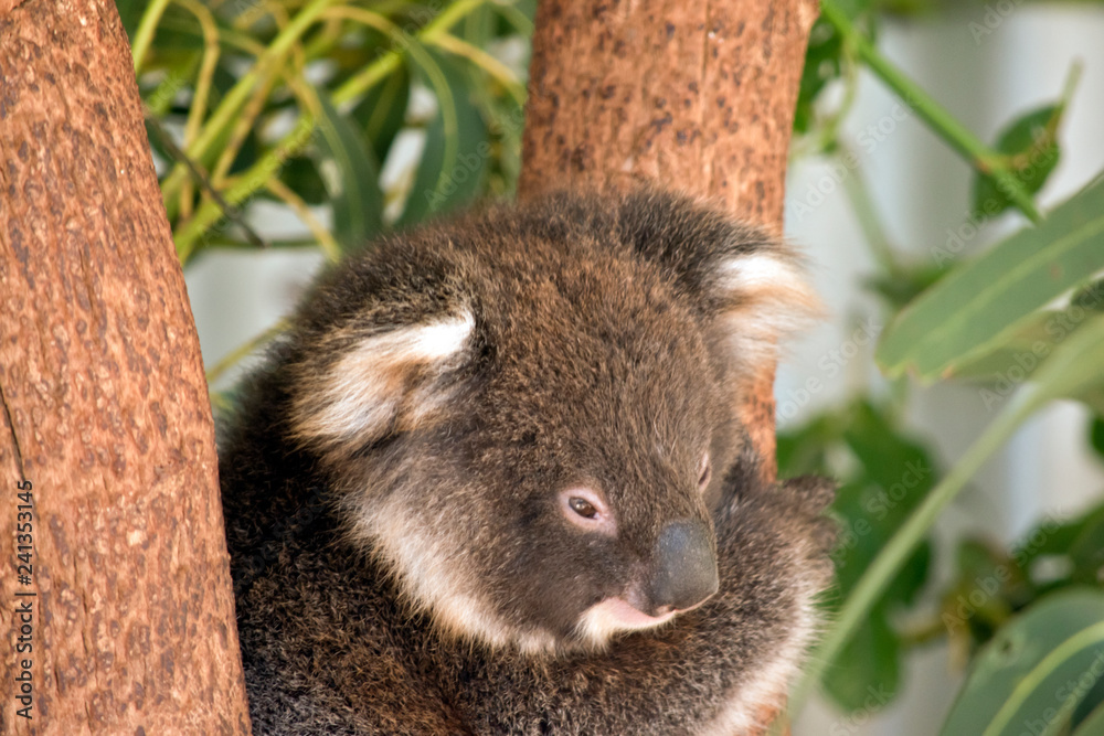 Obraz premium joey koala