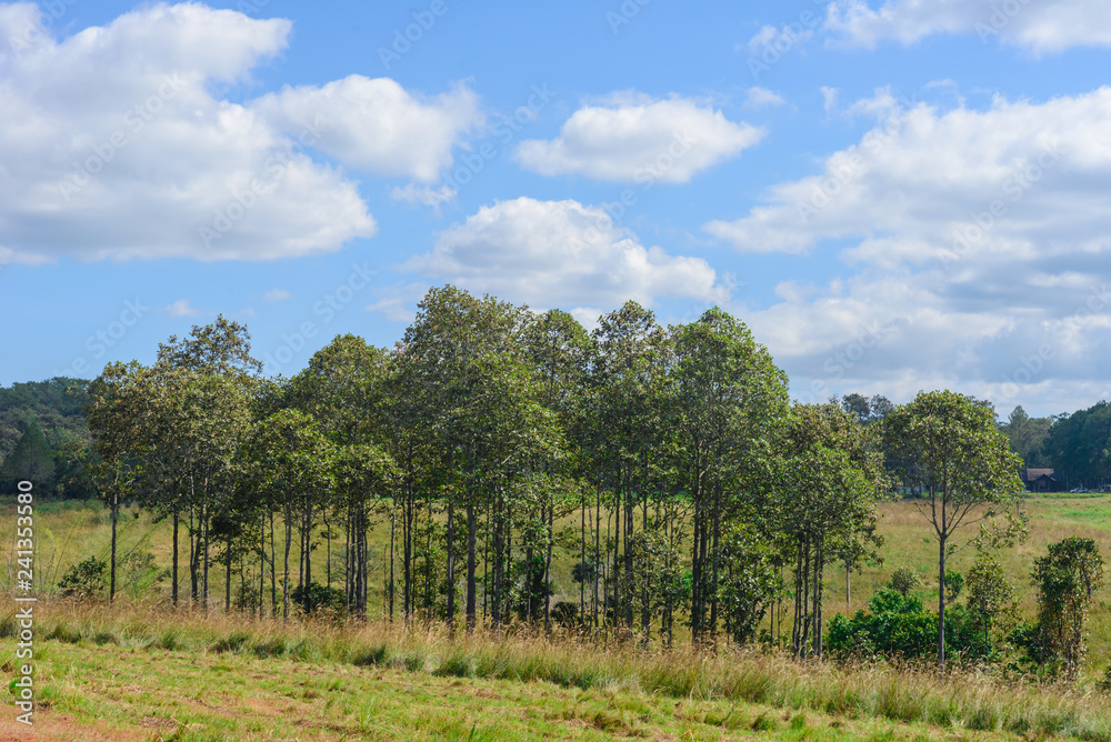 Beautiful Tree in Thung Salaeng Luang National Park, Savanna in National Park of Thailand Beautiful Tree in Thung Salaeng Luang National Park, Savanna in National Park of Thailand