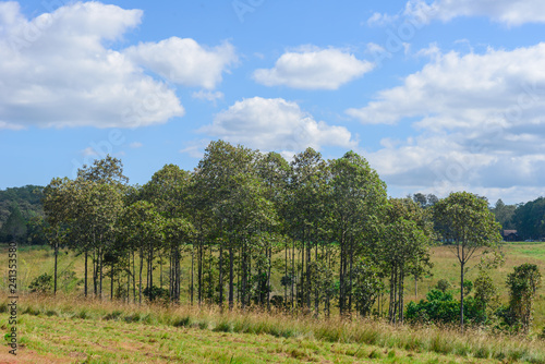 Beautiful Tree in Thung Salaeng Luang National Park  Savanna in National Park of Thailand
