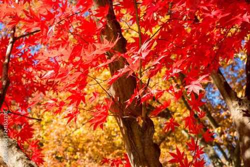 Camb_Fall_Photo_7