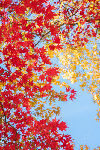 Camb_Fall_Photo_3