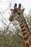 African giraffe headshot in the Masai Mara, Kenya Africa