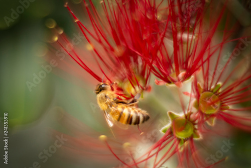 The Pohutukawa tree which is also called the New Zealand Christmas tree is in full bloom around Auckland and bees are loving these red flowers © Janice