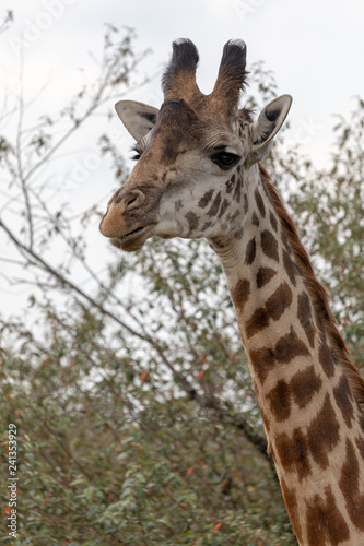 African giraffe headshot in the Masai Mara  Kenya Africa