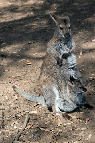 red necked wallaby with joey