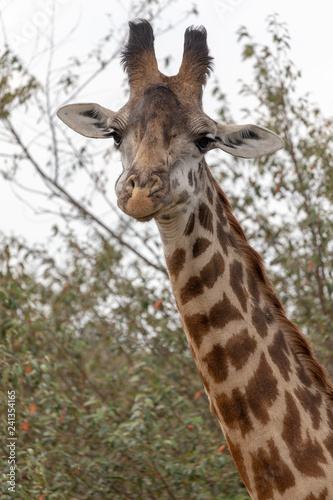 African giraffe headshot in the Masai Mara, Kenya Africa