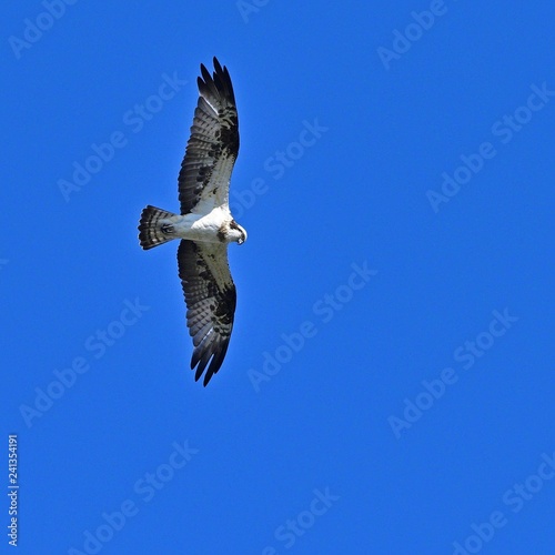 大空を悠然と飛ぶミサゴ  photo