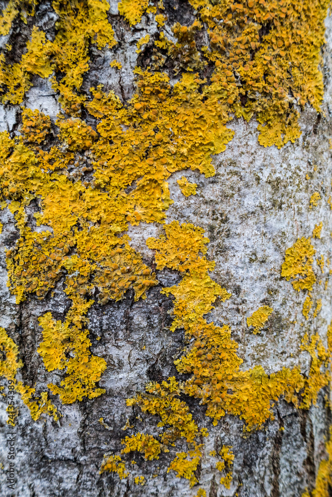 wood trunk surface texture with green fungus cover most of the area wood trunk surface texture with green fungus cover most of the area