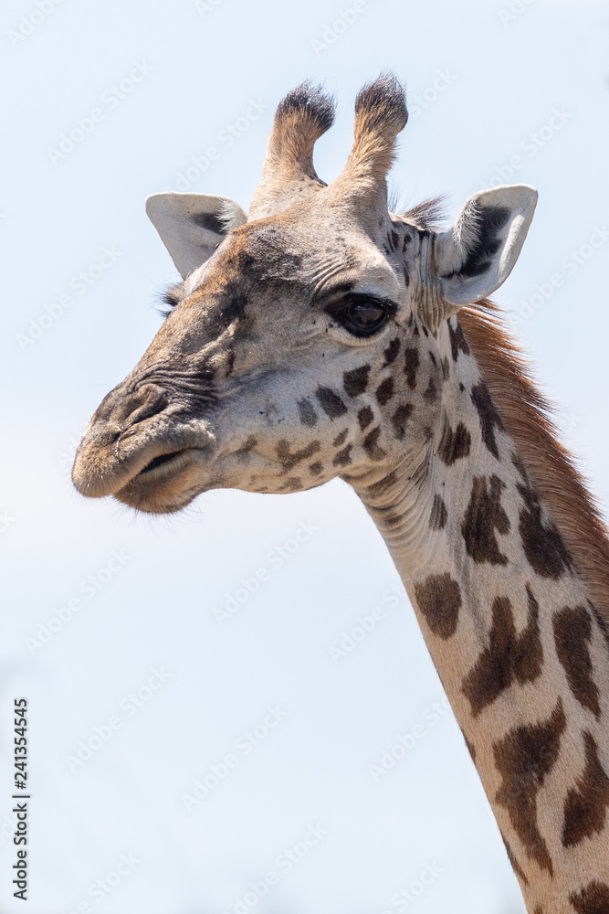 Naklejka premium African giraffe headshot in the Masai Mara, Kenya Africa