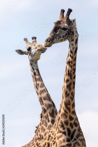 Giraffes fighting in Masai Mara, Kenya, Africa © Heather
