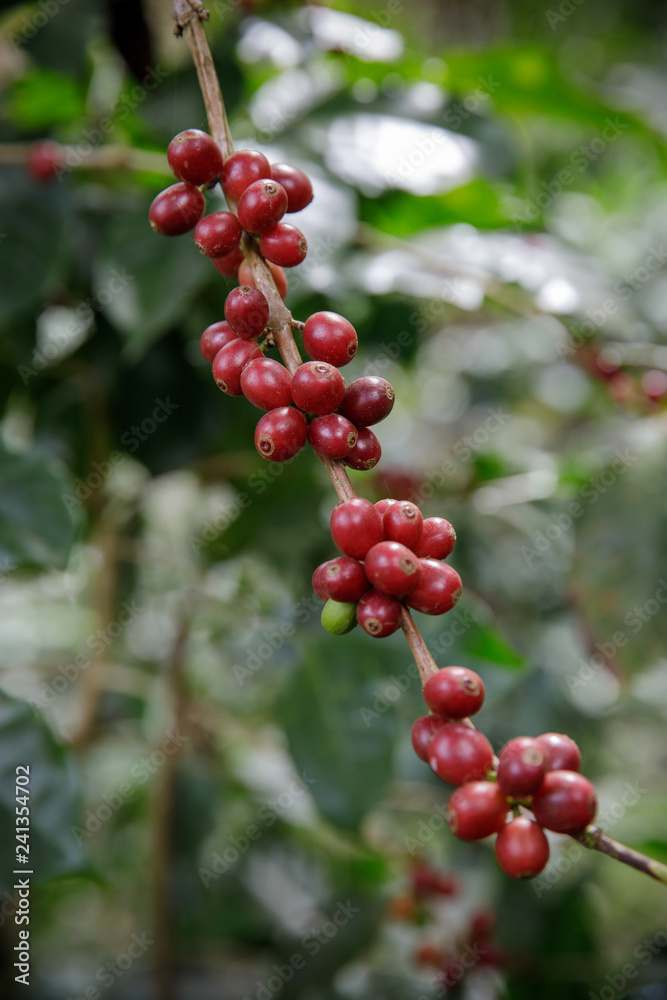 Coffee beans on tree in farm, Close up fresh organic red coffee on coffee tree, Coffee beans ripening on tree