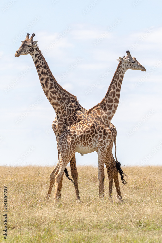Giraffes fighting in Masai Mara, Kenya, Africa Giraffes fighting in Masai Mara, Kenya, Africa