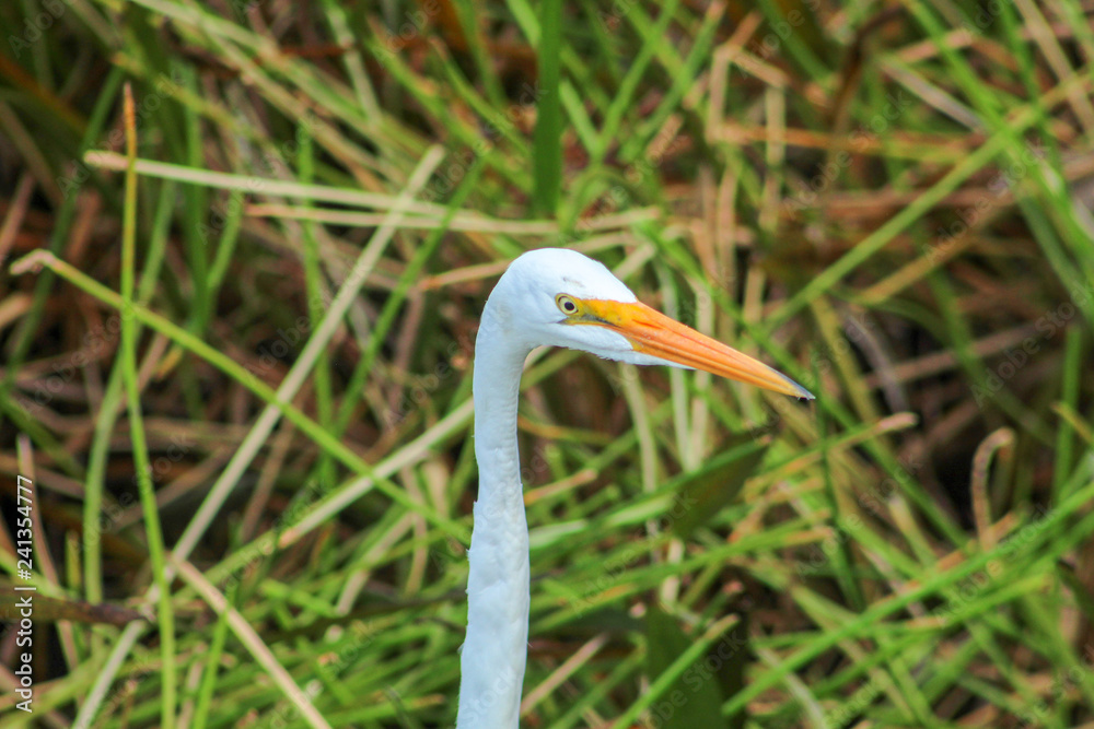 tall white egret inn the swamp tall white egret inn the swamp