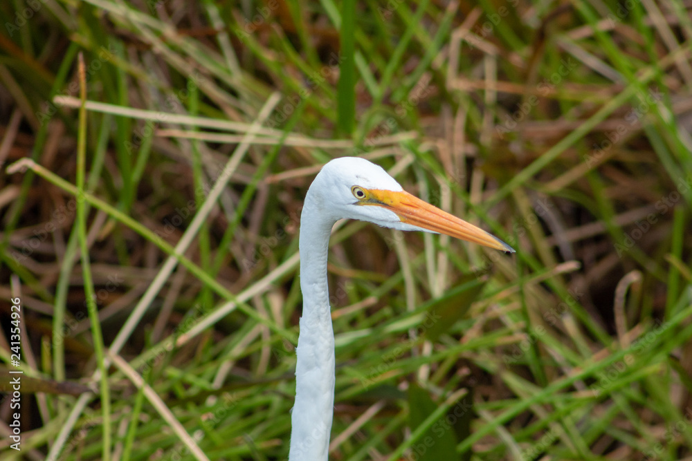 tall white egret inn the swamp tall white egret inn the swamp