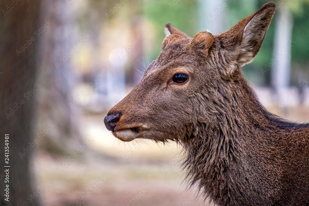 Closeup image of a wild deer in the park Closeup image of a wild deer in the park