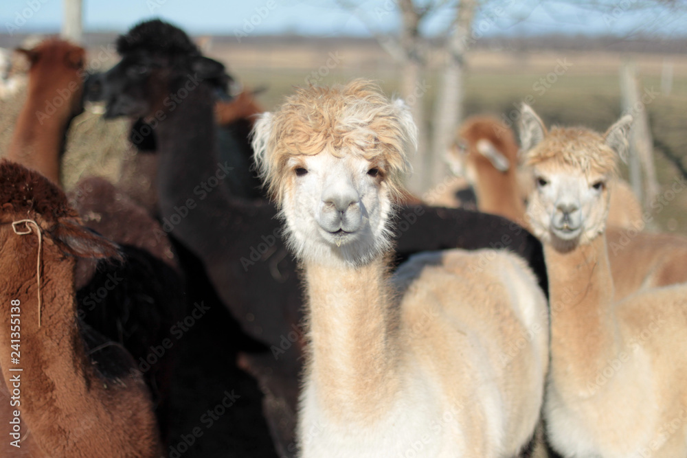 Alpacas