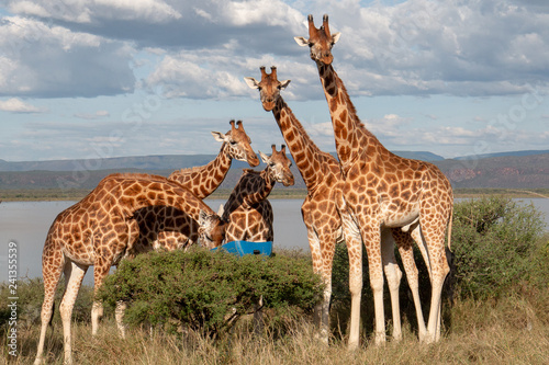 Rothchild s giraffe  Kenya  Africa