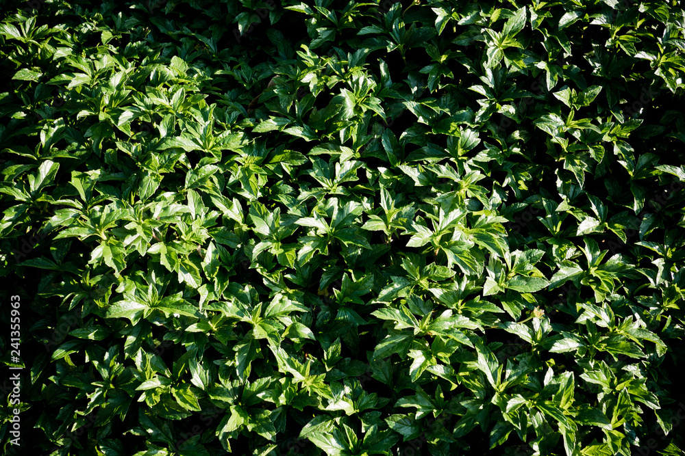 green leaves natural background wallpaper, texture of leaf, leaves with space for text green leaves natural background wallpaper, texture of leaf, leaves with space for text