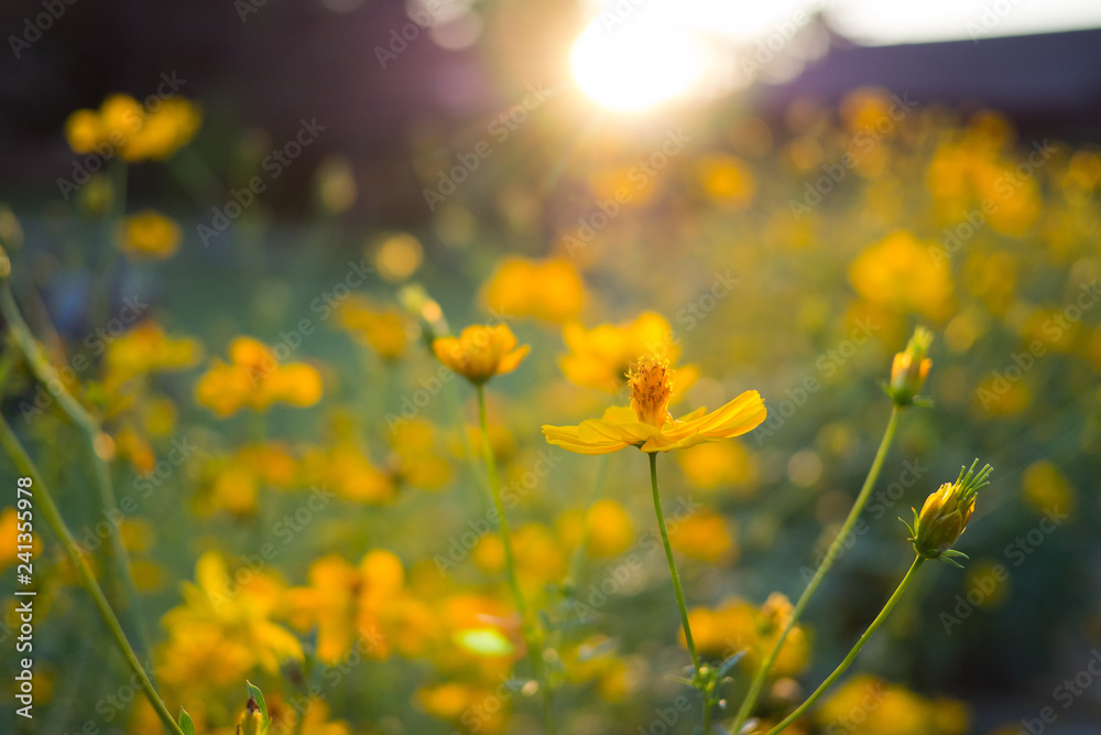 Fototapeta premium beautiful flower background