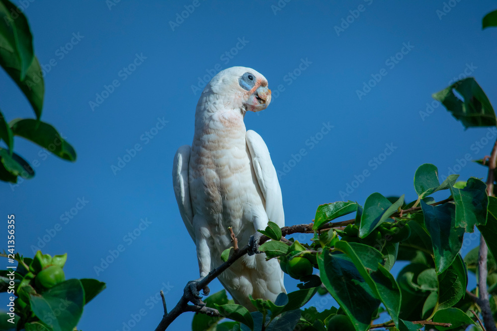 Corella perched in walnut tree Corella perched in walnut tree