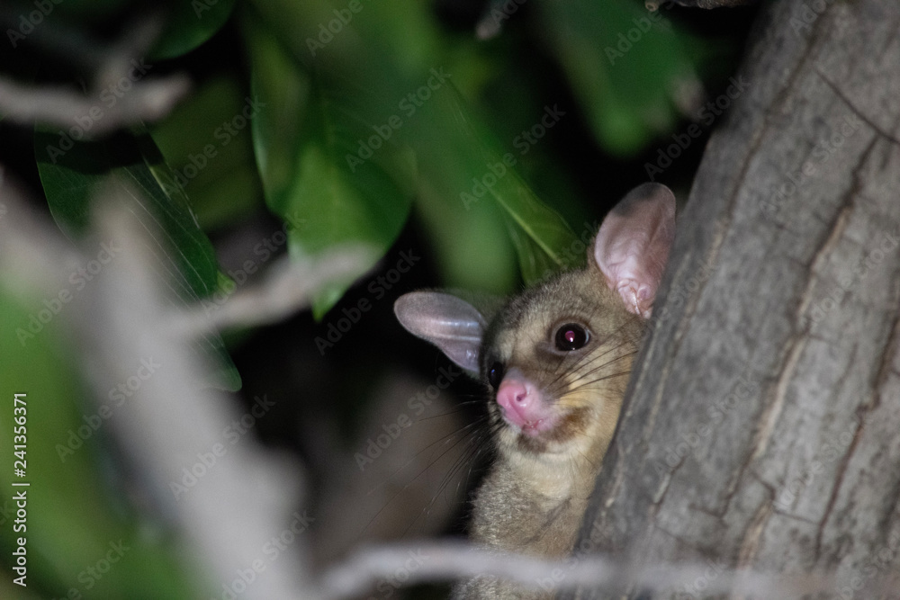 Obraz premium Possum peering from behind trunk of tree