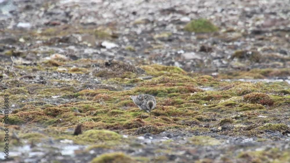 purple sandpiper feeding in the field purple sandpiper feeding in the field