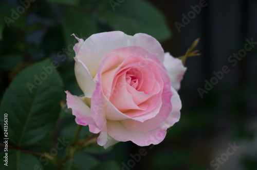 Elegant pink rose flower in full bloom in the garden