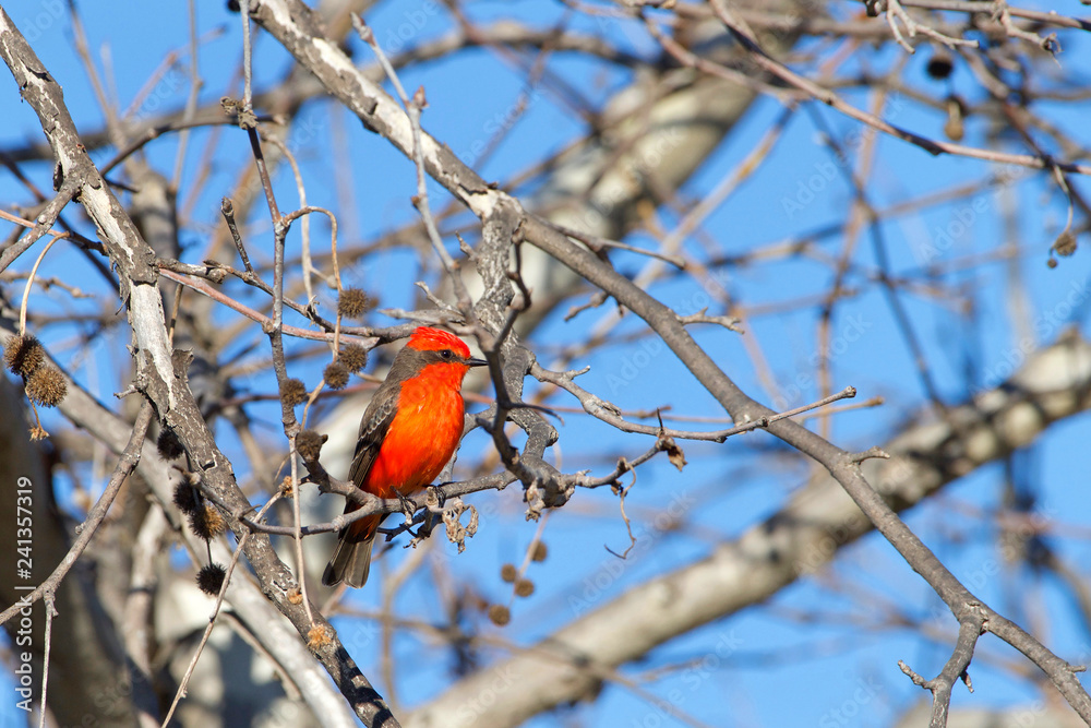 one Vermilion fly catcher on a branch. It is a favorite with birders, but is not generally kept in aviculture, as the males tend to lose their vermilion coloration when in captivity. one Vermilion fly catcher on a branch. It is a favorite with birders, but is not generally kept in aviculture, as the males tend to lose their vermilion coloration when in captivity.