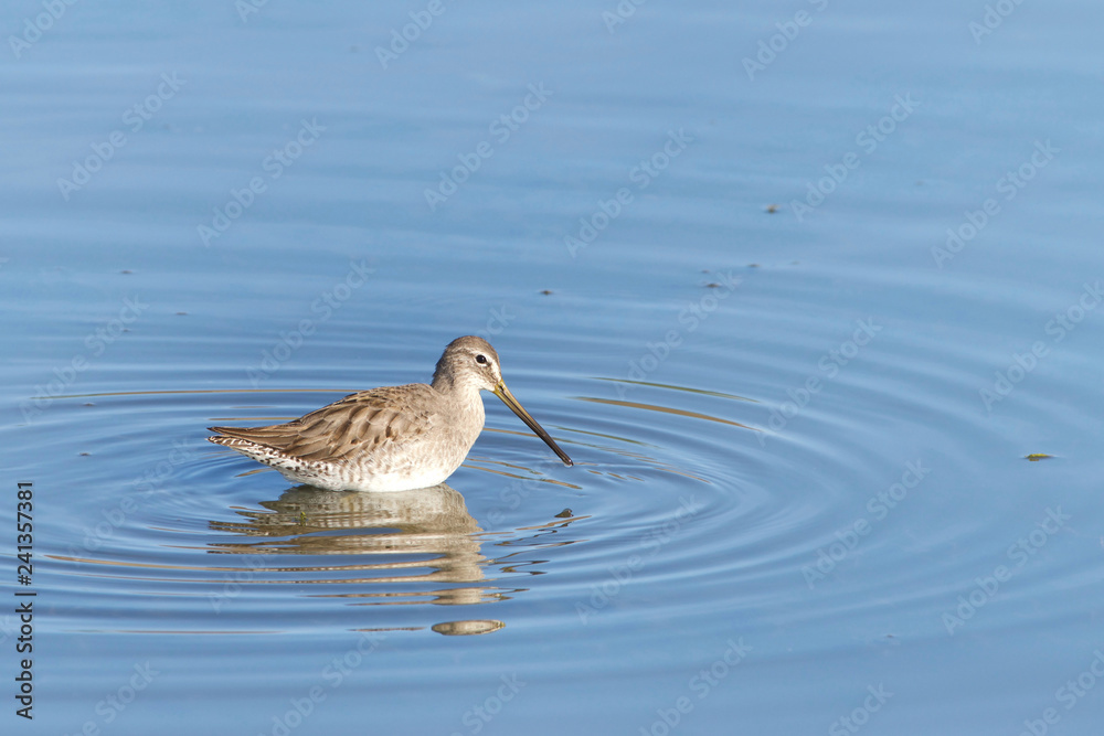 sandpiper gathered in shallow water foraging for food along the coast of Southern California.
