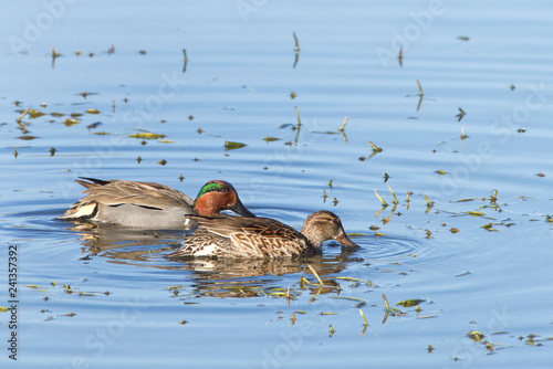 Pair of Green Winged Teal duck foraging for food in shallow marsh water. The green winged teal is a common and widespread duck.