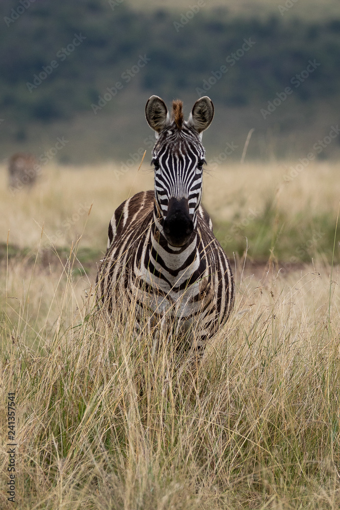 Obraz premium Zebra, Masai Mara, Kenya