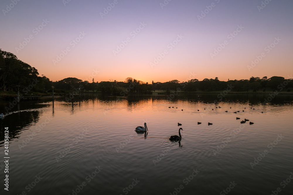 a pelican, a swan and some ducks on a pond at dawn
